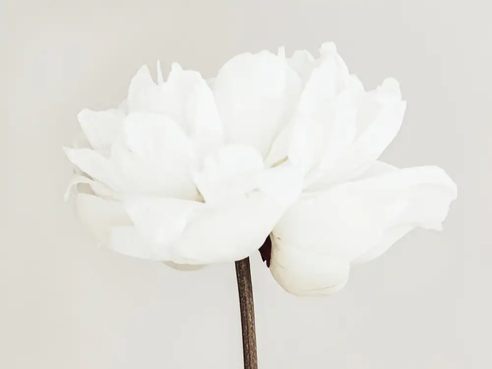 Studio, Pictufy: Pivoine 11