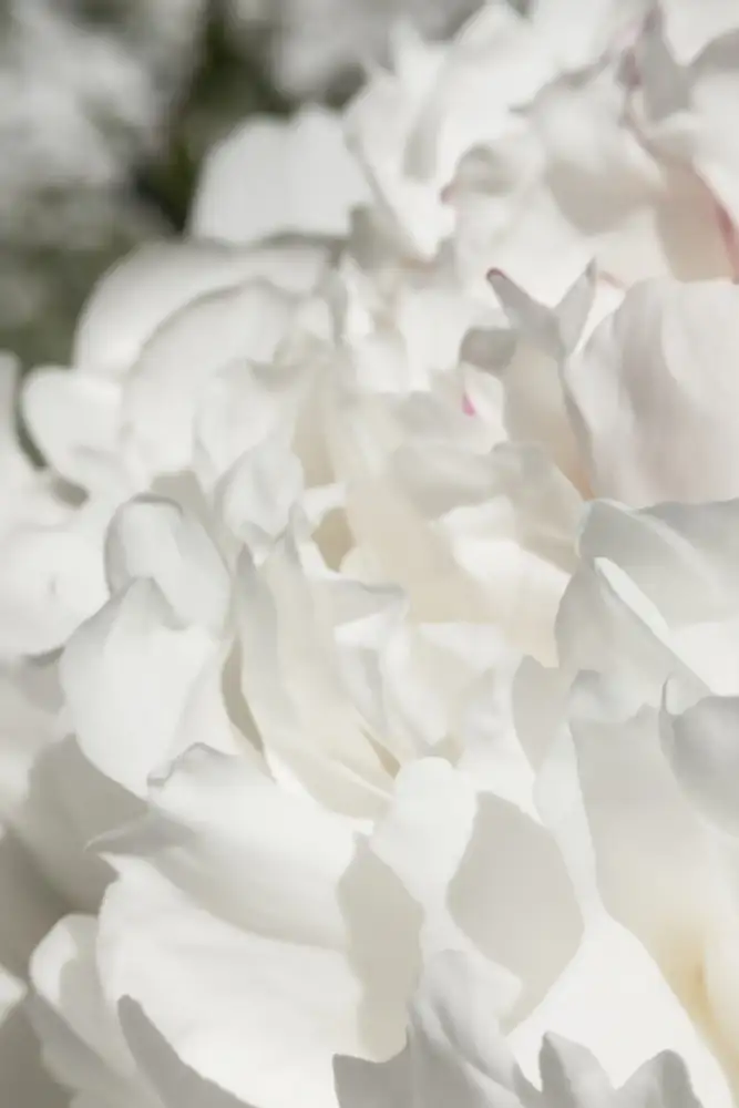 Studio, Pictufy: Pivoine 20