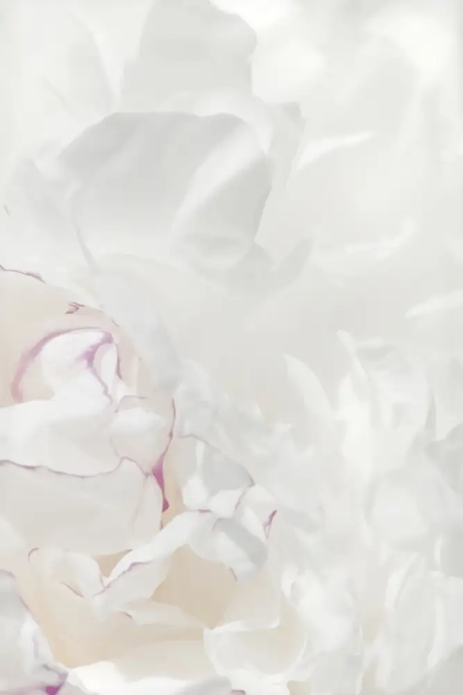 Studio, Pictufy: Pivoine 21