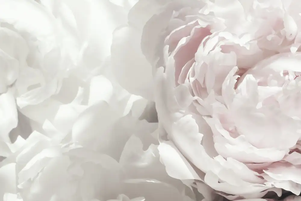Studio, Pictufy: Peonia 25