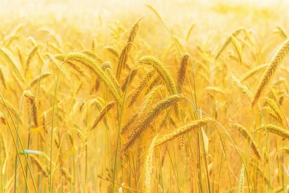 Michael: Harvest Time