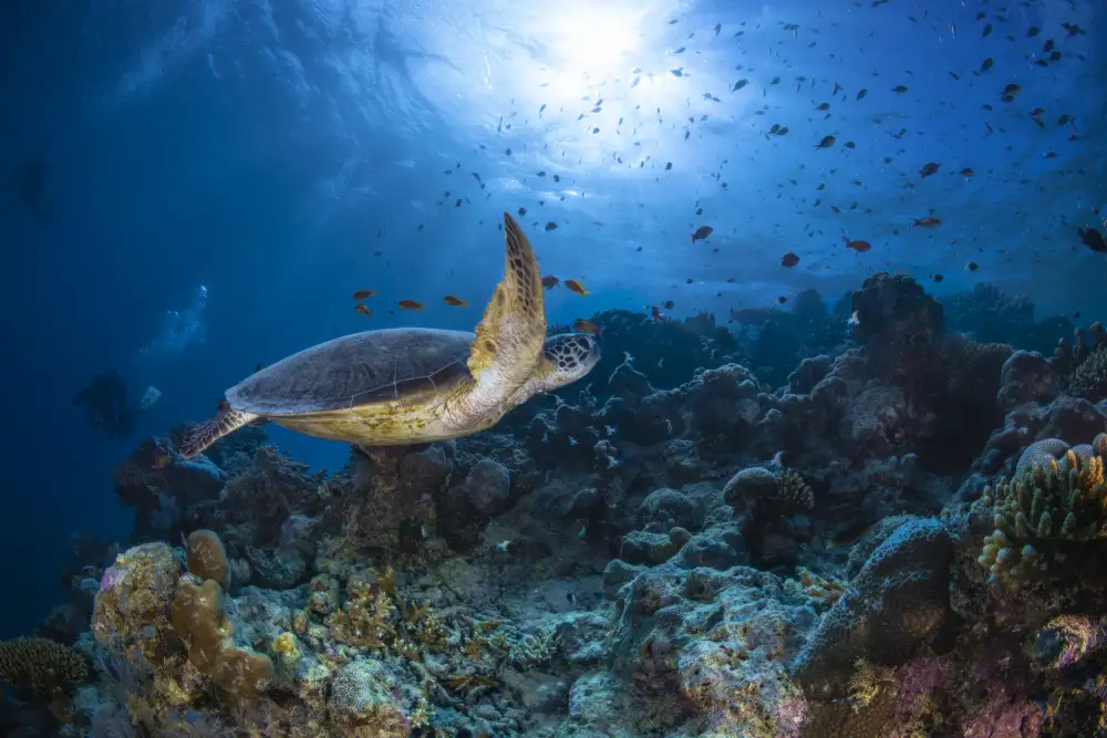 Gabriel, Barathieu: Sunlight and green turtle
