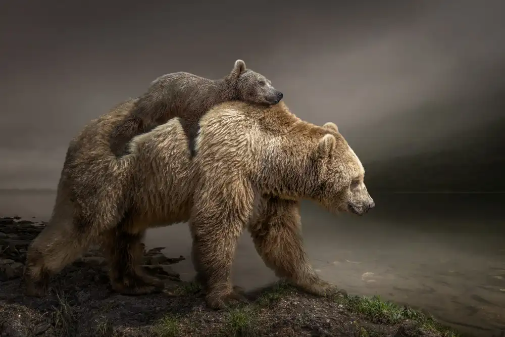 Egger, Marcel: BabyBear