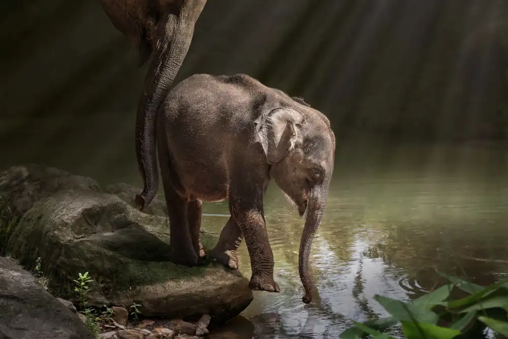 Egger, Marcel: ValienteElefante