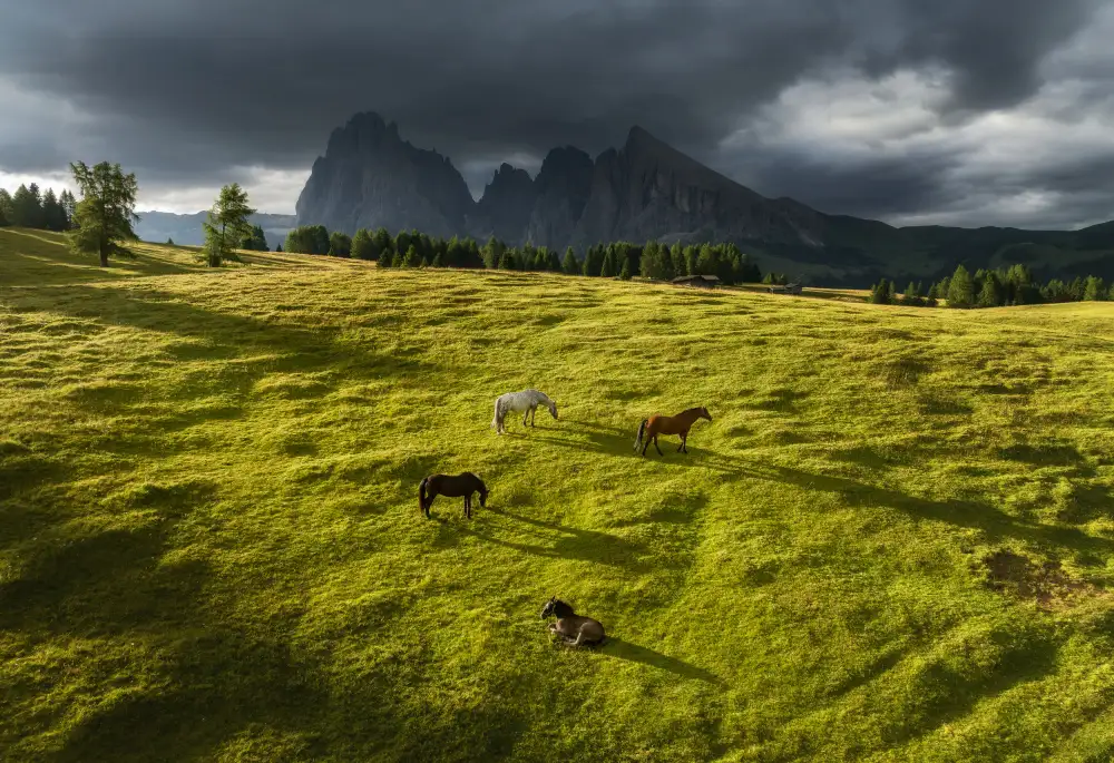 Krivec, Ales: Horses in the Dolomites
