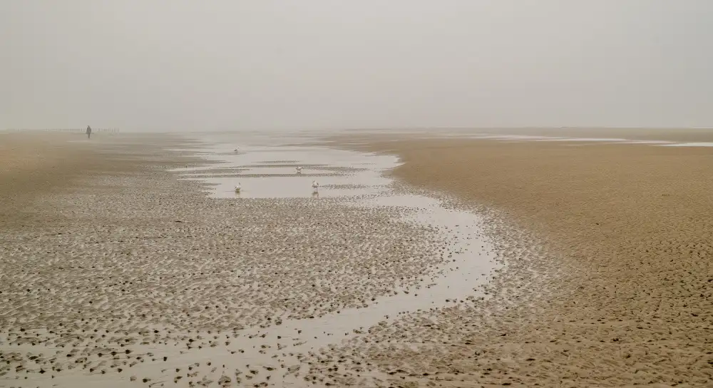 Stienstra, Robert: Watch of the seagulls
