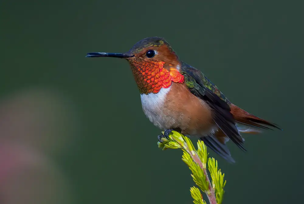 Huang, Johnson: Colibrì