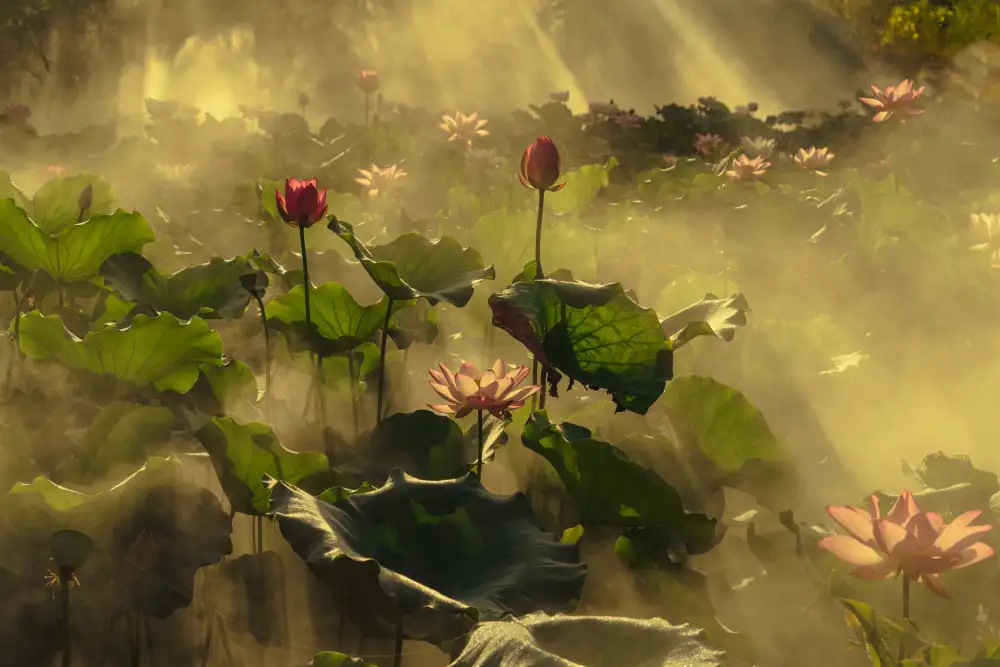 Shi, Mei: Summer lotus