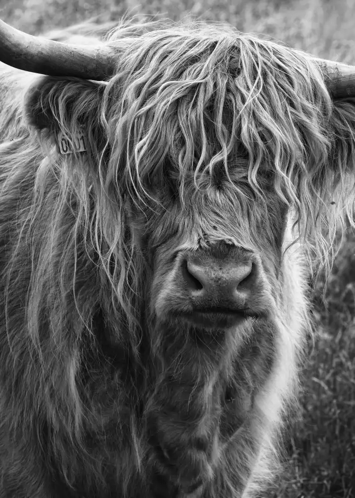 Grønkjær, Lotte: Bovins des Highlands