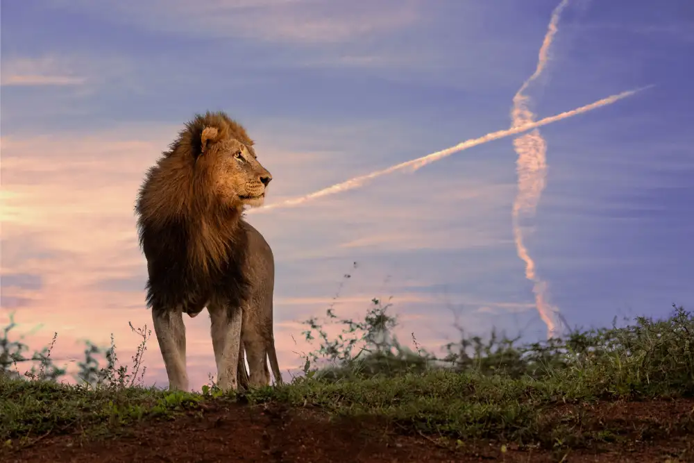 Eichelberg, Amnon: lion king