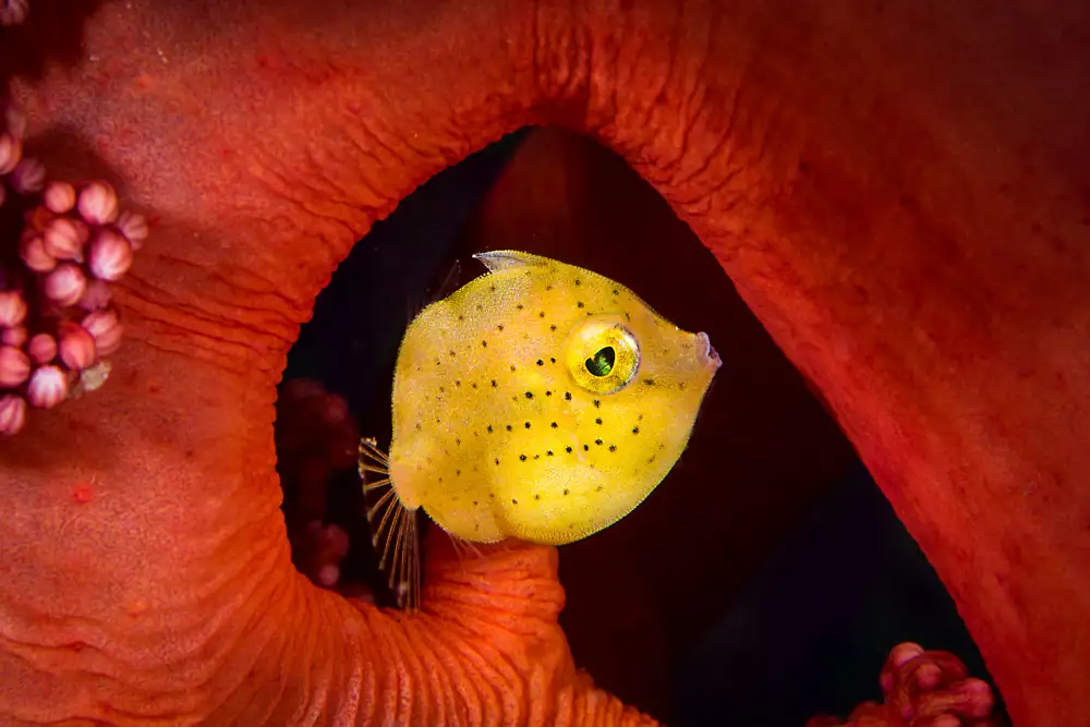 Péneau, Cédric: Little filefish