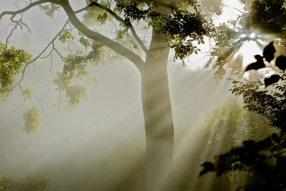 Wicklow, Jørgen: Fog at Møns Klint