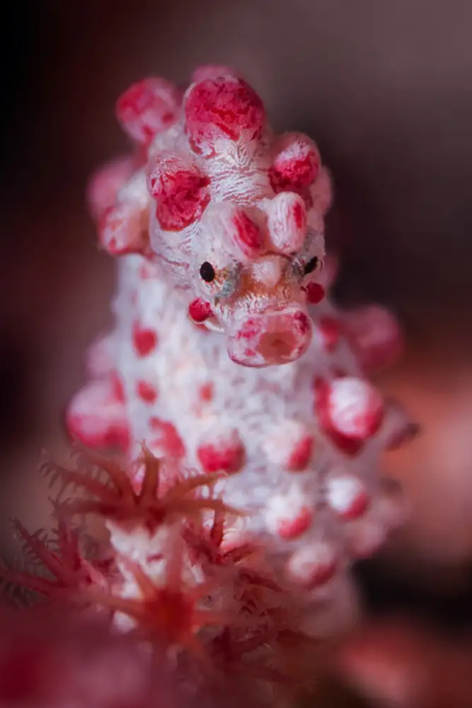 Péneau, Cédric: Pygmy seahorse