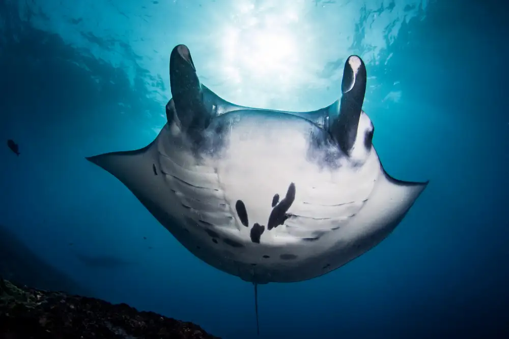 Péneau, Cédric: manta ray