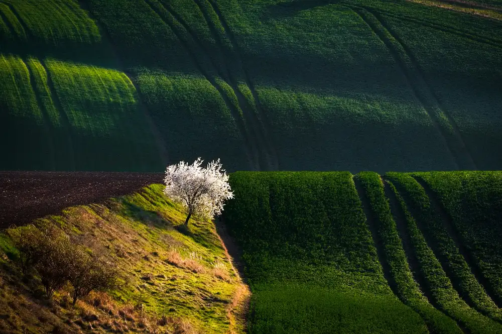 Uhrin, Milan: A flowering tree in the waves