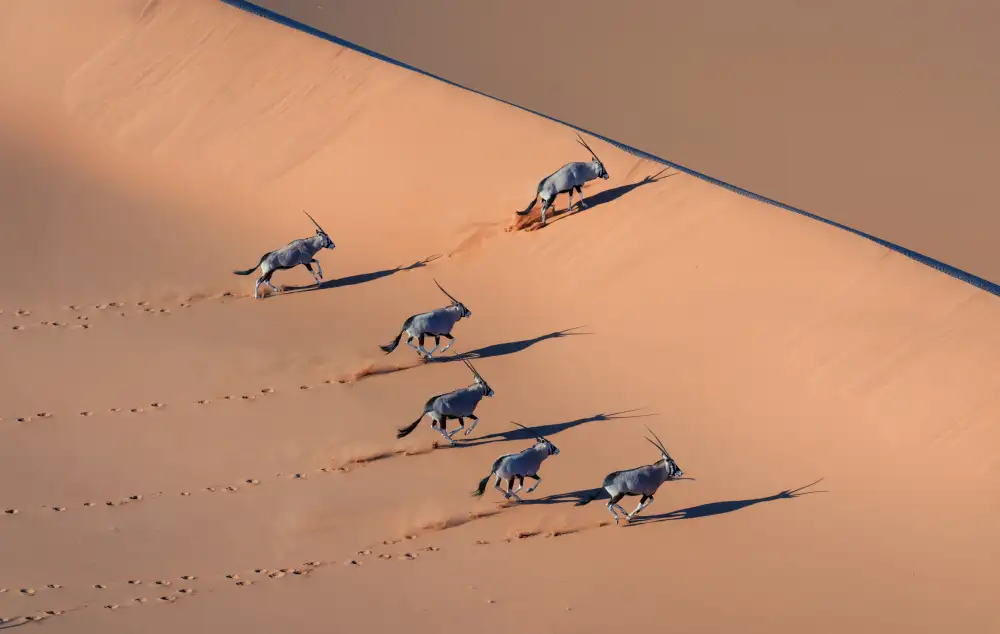 LI, MIN: Orice nel deserto