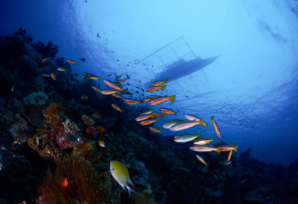 Lin, Y Ryan: Under The Boat