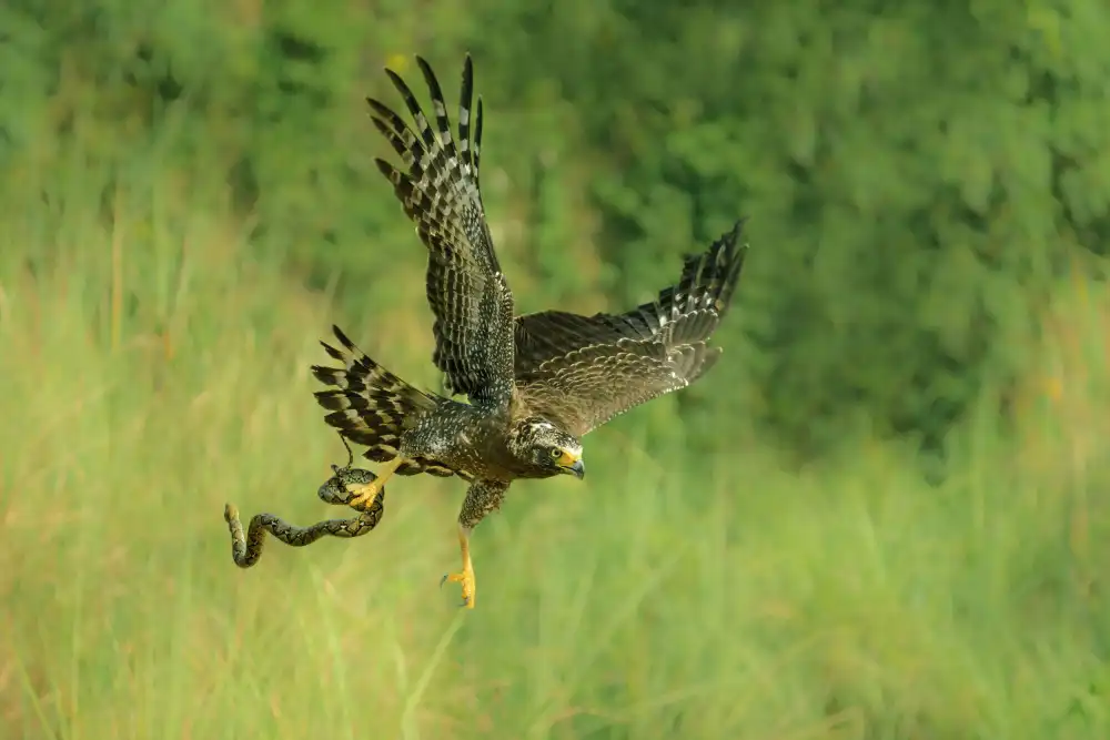 Widjaja, Sally: Aquila indonesiana