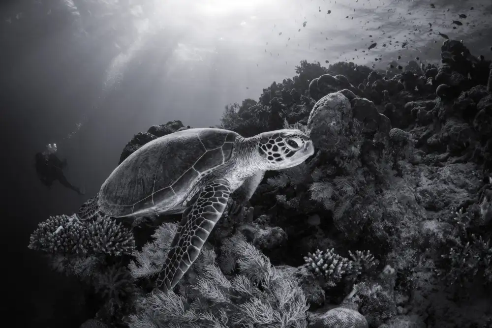 Gabriel, Barathieu: Tortue verte en noir et blanc