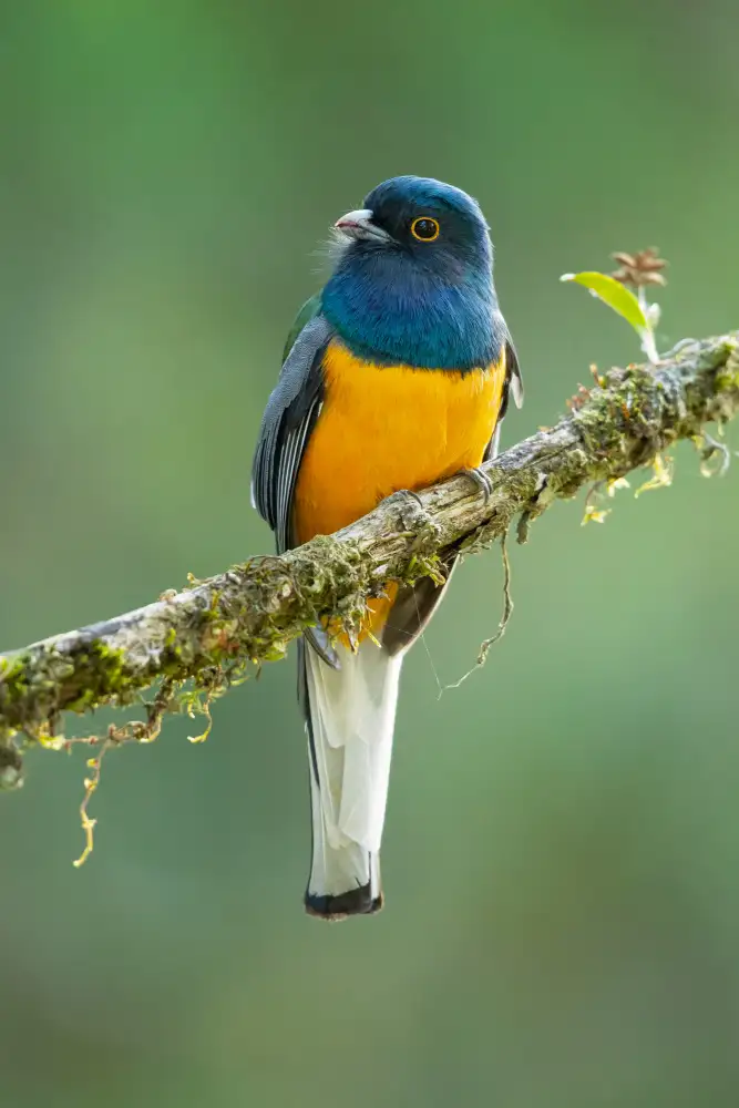 Zygmunt, Milan: Surucua trogon