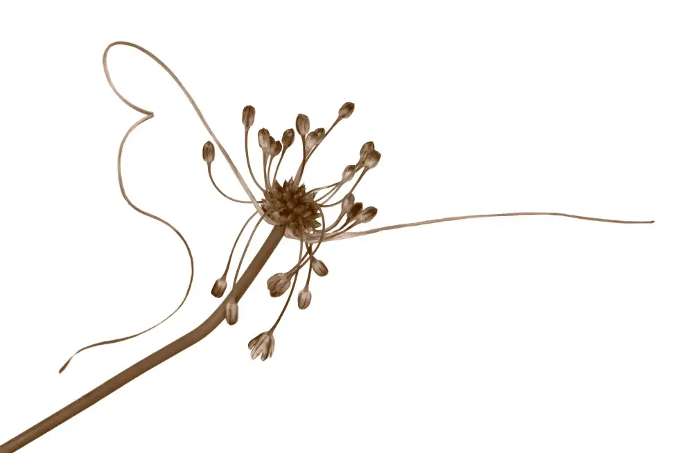 Yannick,, Petit,,: Allium1