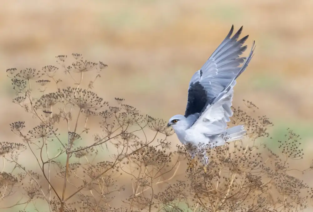 Tadmor, Carmel: The take off