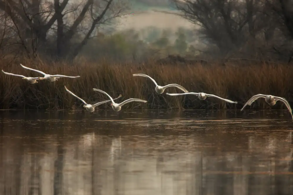Liu, Wei: Fly to You