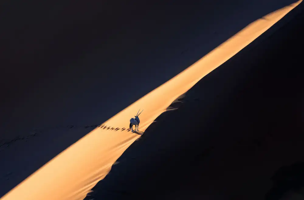 LI, MIN: Orice nel deserto