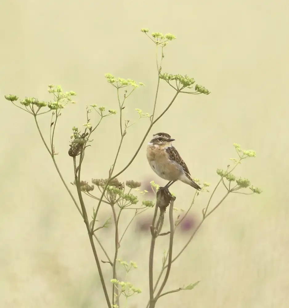 Puum, Mati: Whinchat