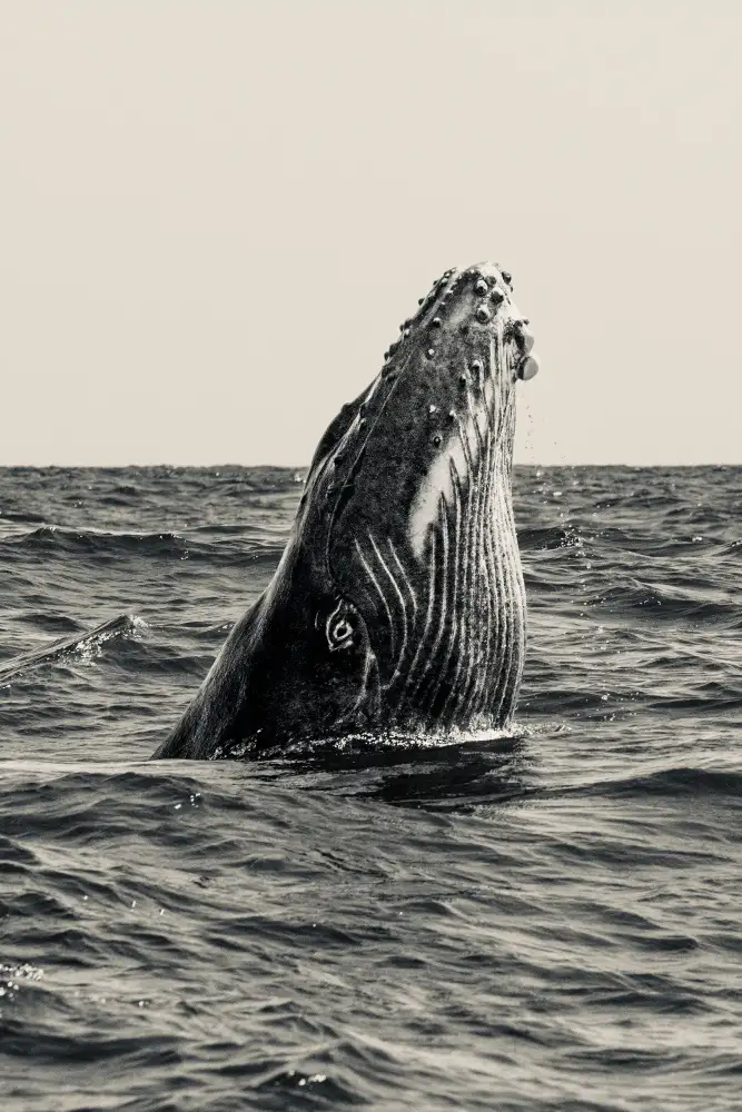 Melesan, Serge: Secret of Whale