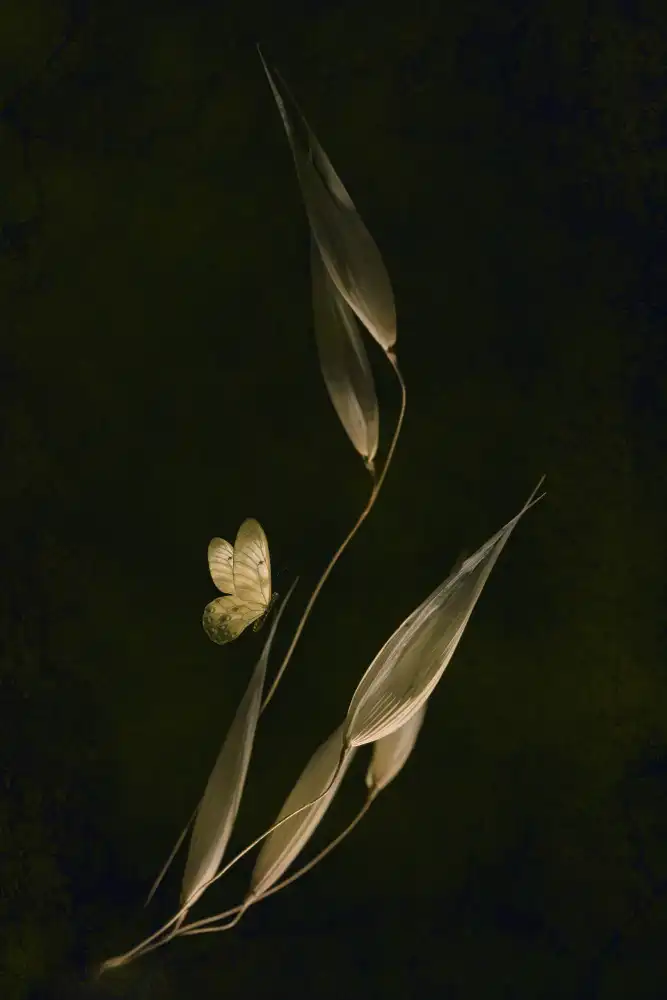 Kiral, Cicek: Waiting For Dawn