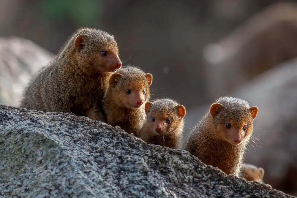 Catta, Alessandro: Dwarf Mongooses