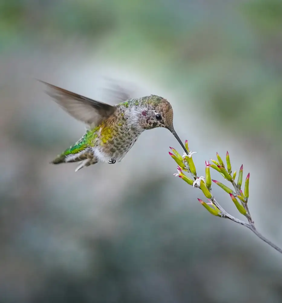 Huang, Xiaojian: Kleiner Kolibri und kleine Blume