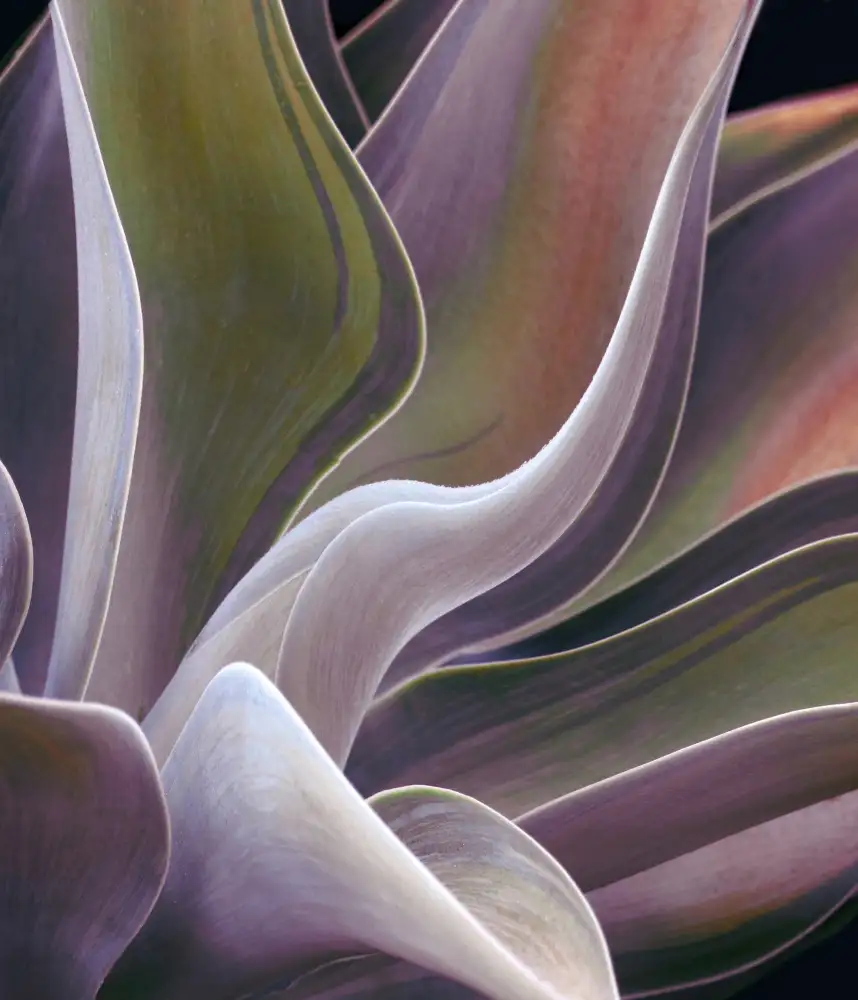 Wechsler, Robin: Agave,été,résumé