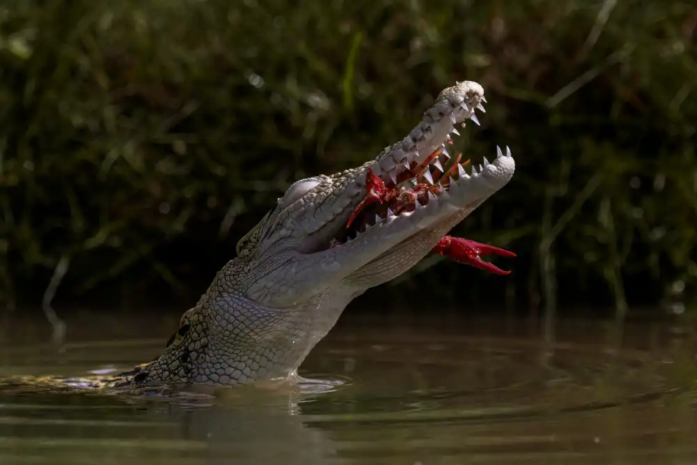 Suhardjo, Lisdiyanto: Buaya Makan