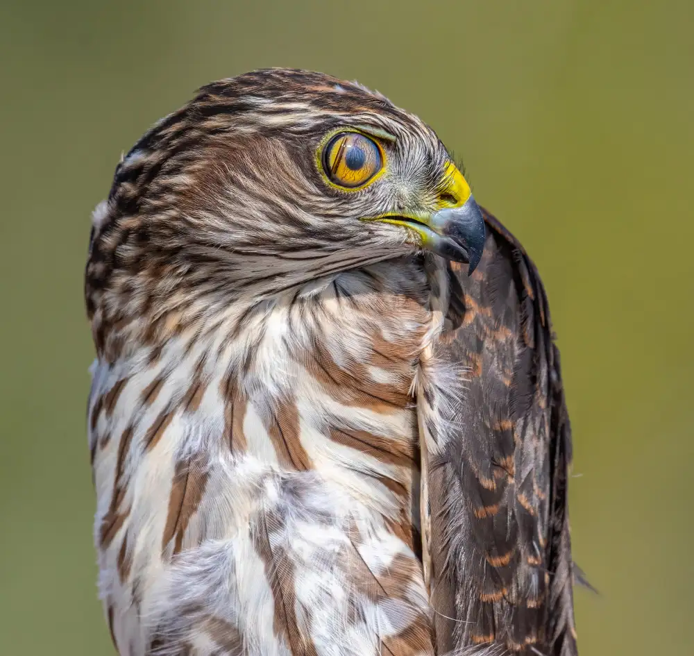 Sharma, Abhinav: Hawk-Eye
