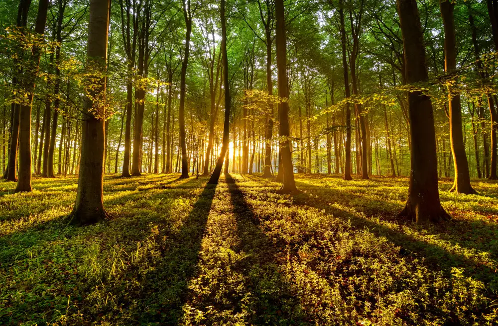 keller: Forrest light