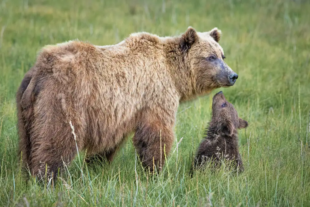 Sink, C. Jeffrey: Adorazione sopportabile