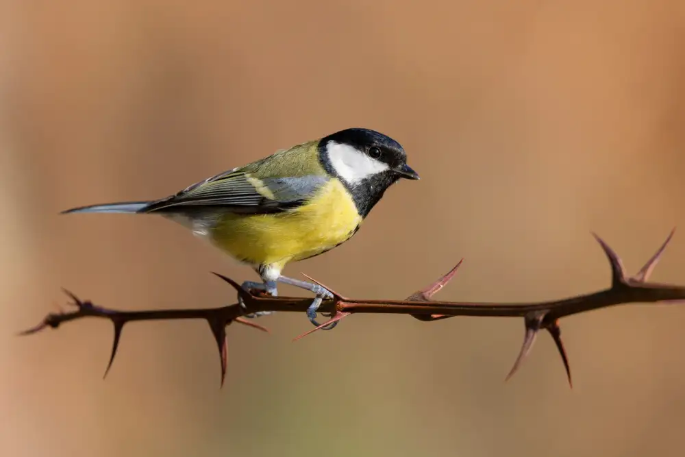 Bolla, Paolo: Great Tit