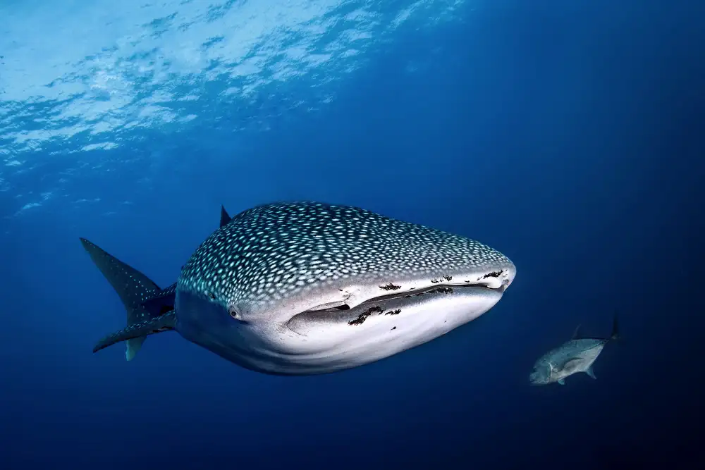 Péneau, Cédric: whale shark and giant trevally