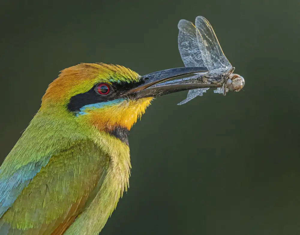 ahmadabdelhameed: Rainbow Bee-eater