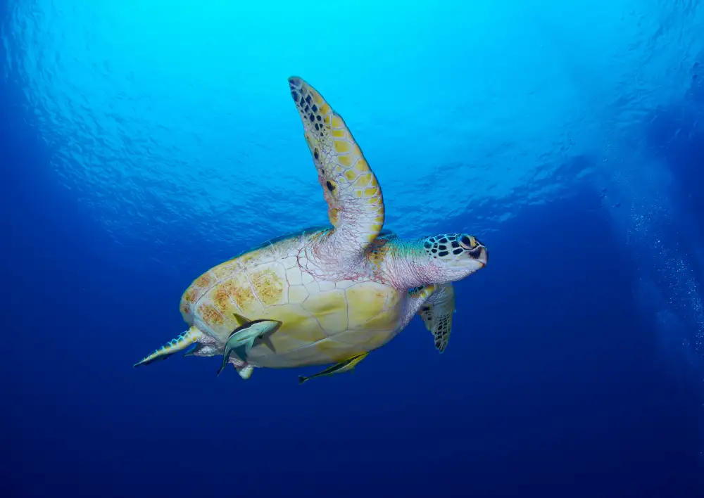 Lin, Y Ryan: Sea turtle