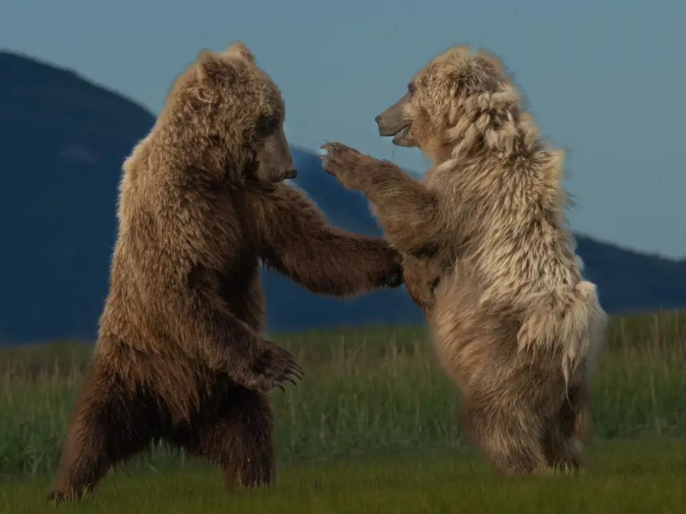 Gill, Barbara: Wanna Dance?