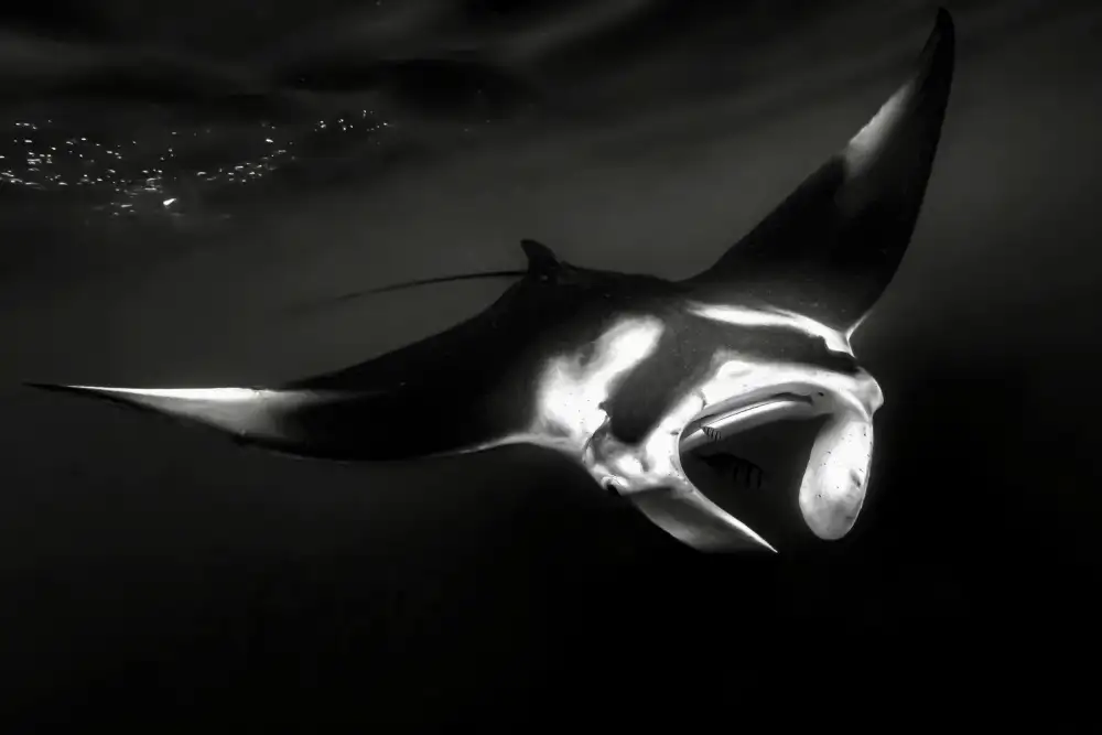 Melesan, Serge: Manta