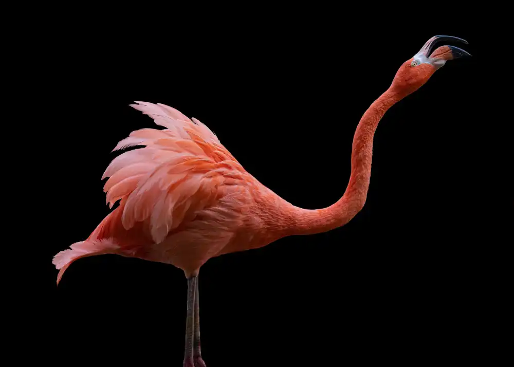 Tsikiridis, Georgios: Flamingo