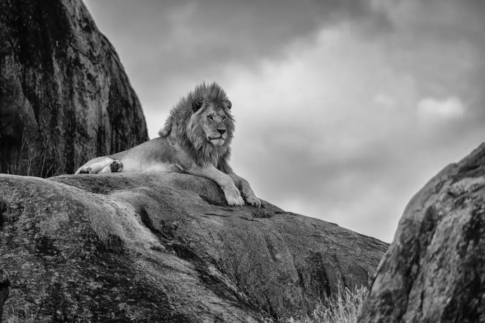 Khataw, Ali: The King!