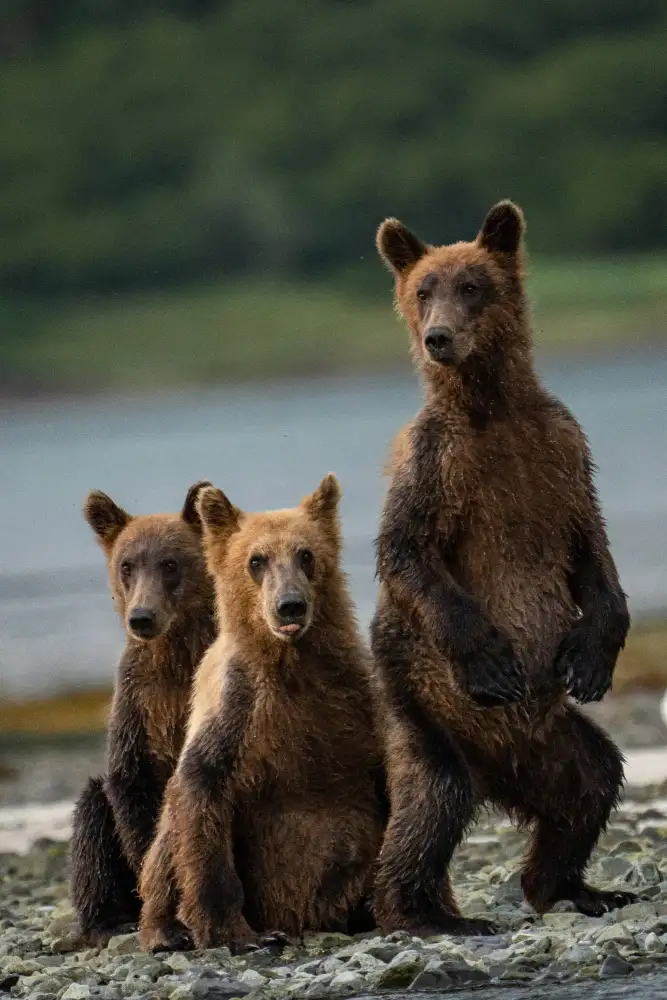 Gill, Barbara: Do you hear something?