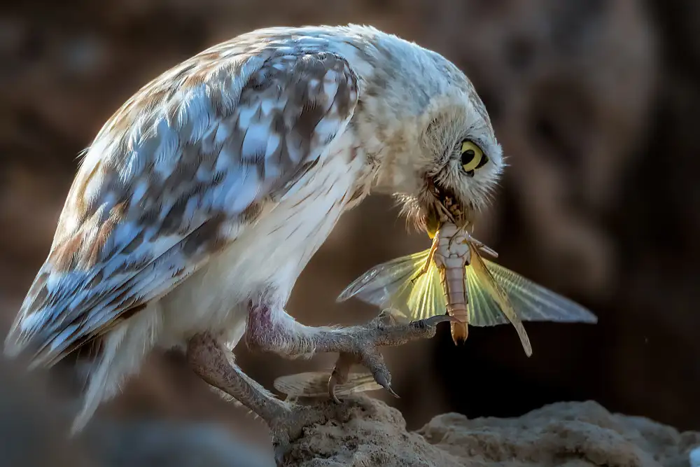 Allam, Abdelkader: Peeping owl eating dragonfly