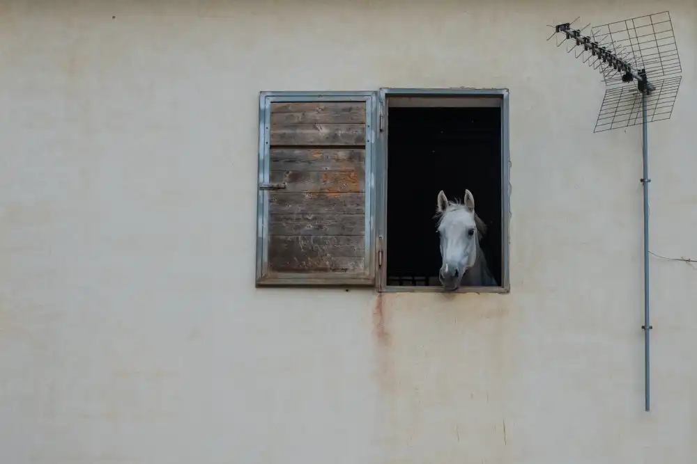 Grifantini, Lorenzo: The window