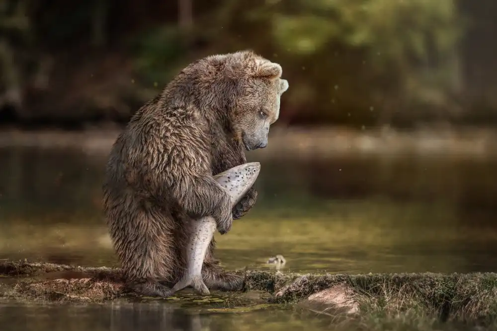 Egger, Marcel: FishingBear